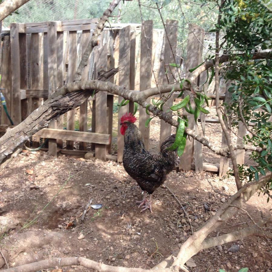 Finca Florecer Tivenys Εξωτερικό φωτογραφία